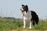 BORDER COLLIE 541